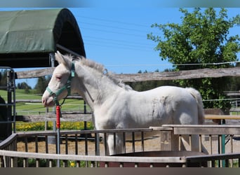 Knabstrup, Ogier, , 160 cm, Tarantowata