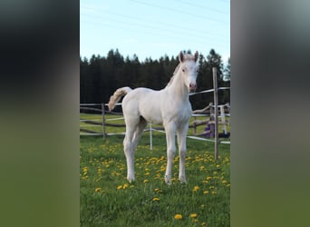 Knabstrup, Ogier, , 160 cm, Tarantowata