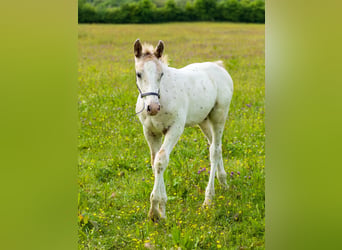 Knabstrup, Stallion, 10 years, 15 hh, Leopard-Piebald