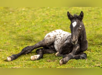 Knabstrup, Stallion, 10 years, 15 hh, Leopard-Piebald