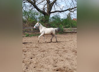 Knabstrup, Stallion, 1 year, 13,2 hh, Leopard-Piebald