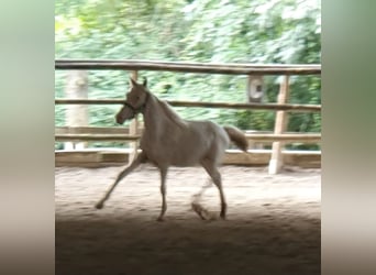 Knabstrup, Stallion, 1 year, 14,1 hh, Leopard-Piebald