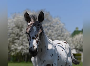 Knabstrup, Stallion, 1 year, 14,2 hh, Leopard-Piebald