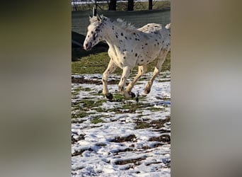 Knabstrup, Stallion, 1 year, 14,2 hh, Leopard-Piebald