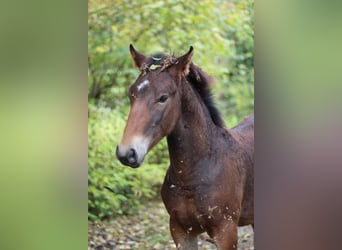 Knabstrup, Stallion, 1 year, 15.1 hh, Brown