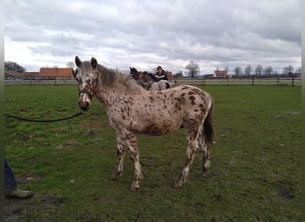 Knabstrup, Stallion, 1 year, 15.1 hh, Leopard-Piebald