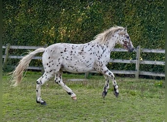 Knabstrup, Stallion, 1 year, 15.2 hh, Leopard-Piebald Knabstrup, Stallion, 1 year, 15.2 hh, Leopard-Piebald