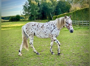 Knabstrup, Stallion, 1 year, 15.2 hh, Leopard-Piebald Knabstrup, Stallion, 1 year, 15.2 hh, Leopard-Piebald