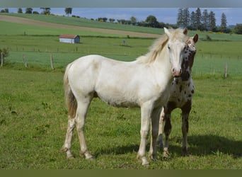 Knabstrup Mix, Stallion, 1 year, 15,2 hh, White