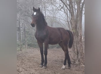 Knabstrup, Stallion, 1 year, 15,2 hh, Brown