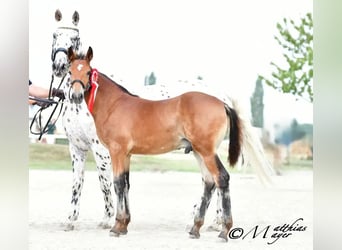 Knabstrup, Stallion, 1 year, 15,2 hh, Brown