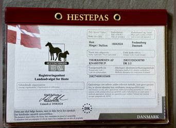 Knabstrup, Stallion, 1 year, 15,2 hh, Leopard-Piebald