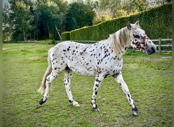Knabstrup, Stallion, 1 year, 15,2 hh, Leopard-Piebald