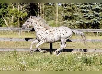 Knabstrup, Stallion, 1 year, 15,2 hh, Leopard-Piebald