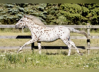 Knabstrup, Stallion, 1 year, 15,2 hh, Leopard-Piebald