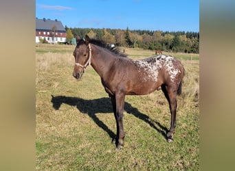 Knabstrup, Stallion, 1 year, 16,1 hh, Leopard-Piebald