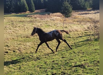 Knabstrup, Stallion, 1 year, 16,1 hh, Leopard-Piebald