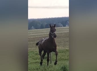 Knabstrup, Stallion, 1 year, 16,1 hh, Leopard-Piebald