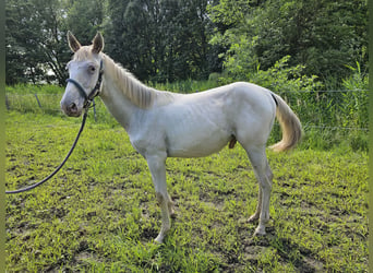 Knabstrup, Stallion, 1 year, 16 hh, Champagne