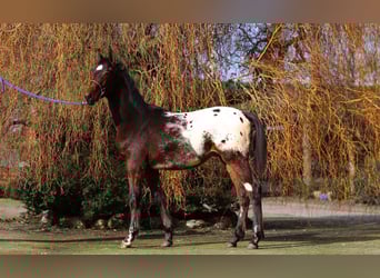 Knabstrup, Stallion, 1 year