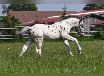 Knabstrup, Stallion, 1 year, Leopard-Piebald