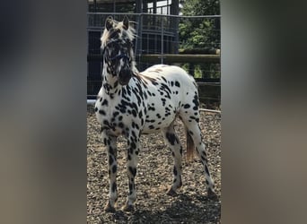 Knabstrup, Stallion, 1 year, Leopard-Piebald