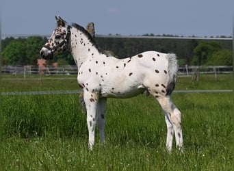 Knabstrup, Stallion, 2 years, 14,3 hh, Leopard-Piebald