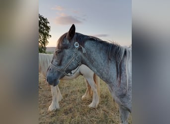 Knabstrup, Stallion, 2 years, 14,1 hh, Leopard-Piebald