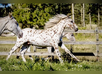 Knabstrup, Stallion, 2 years, 15.2 hh, Leopard-Piebald