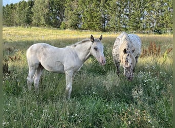 Knabstrup, Stallion, 2 years, 15.2 hh, White Knabstrup, Stallion, 2 years, 15.2 hh, White