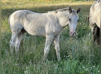 Knabstrup, Stallion, 2 years, 15.2 hh, White Knabstrup, Stallion, 2 years, 15.2 hh, White