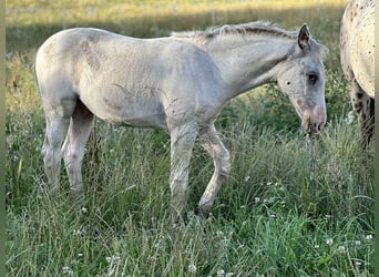 Knabstrup, Stallion, 2 years, 15.2 hh, White Knabstrup, Stallion, 2 years, 15.2 hh, White