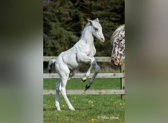 Knabstrup, Stallion, 2 years, 15.2 hh, White Knabstrup, Stallion, 2 years, 15.2 hh, White