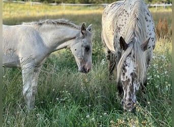 Knabstrup, Stallion, 2 years, 15.2 hh, White Knabstrup, Stallion, 2 years, 15.2 hh, White