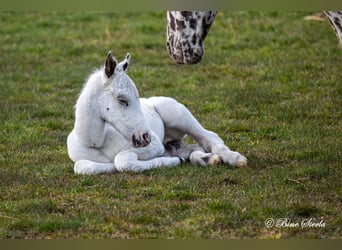 Knabstrup, Stallion, 2 years, 15.2 hh, White Knabstrup, Stallion, 2 years, 15.2 hh, White