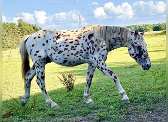 Knabstrup, Stallion, 2 years, 15 hh, Leopard-Piebald