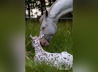 Knabstrup, Stallion, 2 years, 15 hh, Leopard-Piebald