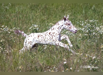 Knabstrup, Stallion, 2 years, 15 hh, Leopard-Piebald