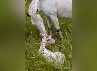 Knabstrup, Stallion, 2 years, 15 hh, Leopard-Piebald