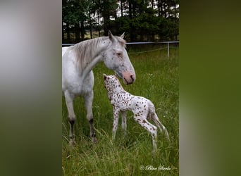 Knabstrup, Stallion, 2 years, 15 hh, Leopard-Piebald