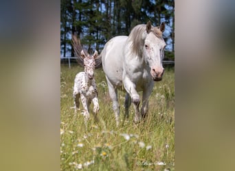 Knabstrup, Stallion, 2 years, 15 hh, Leopard-Piebald