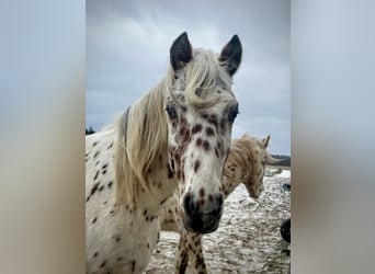Knabstrup, Stallion, 2 years, 15,2 hh, Leopard-Piebald