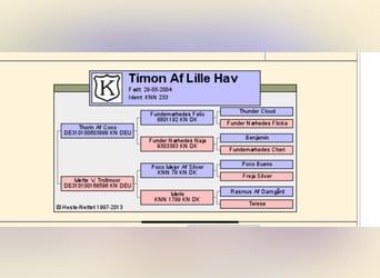 Knabstrup, Stallion, 2 years, 15,2 hh, Leopard-Piebald