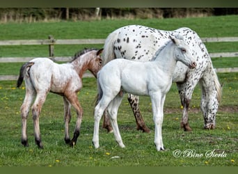 Knabstrup, Stallion, 2 years, 15,2 hh, Leopard-Piebald