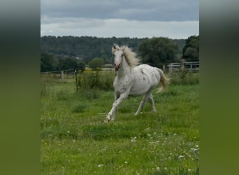 Knabstrup, Stallion, 2 years, 15,3 hh, Leopard-Piebald