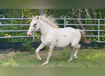 Knabstrup, Stallion, 2 years, 15,3 hh, Leopard-Piebald