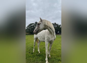 Knabstrup, Stallion, 2 years, 15,3 hh, Leopard-Piebald