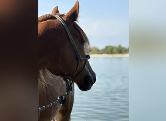 Knabstrup Mix, Stallion, 3 years, 14,2 hh, Chestnut-Red