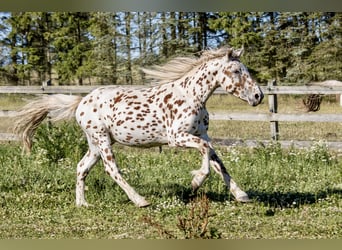 Knabstrup, Stallion, 3 years, 15.1 hh, Leopard-Piebald