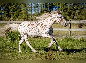 Knabstrup, Stallion, 3 years, 15.1 hh, Leopard-Piebald